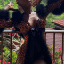 flared sleeves V-neck low-cut leopard print dress nihaostyles clothing wholesale NSXPF85391